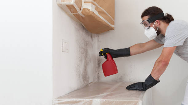 Professional Mold Cleanup technician working in Stoughton, MA