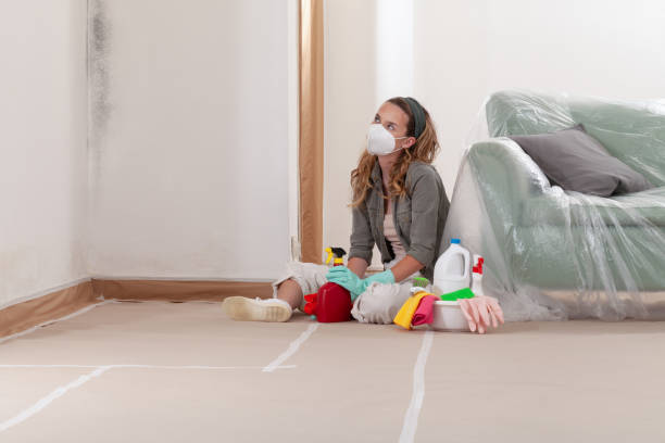 Reliable Mold Cleanup contractor in Stoughton, MA by WQB Mold Removal
