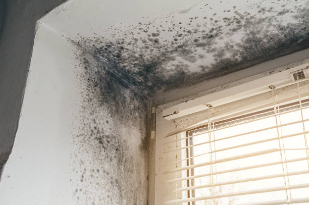 Affordable Mold Cleanup solutions in Stoughton, MA